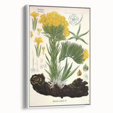 Vintage Botanical Art Print – Macrotomia Cephalotes Yellow Flowers