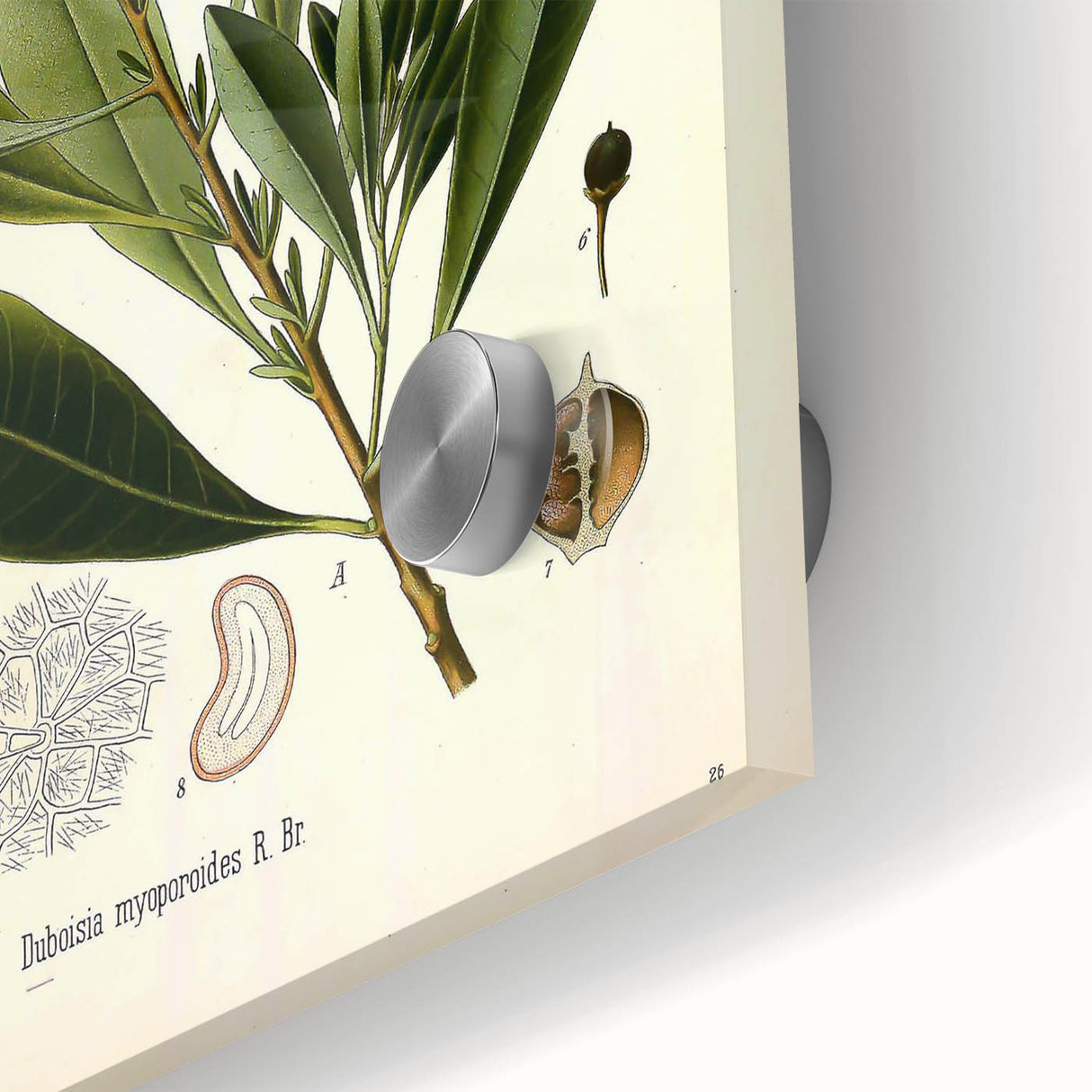 Botanical Art Prints - Vintage Duboisia Myoporoides Illustration