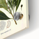 Botanical Art Prints - Vintage Duboisia Myoporoides Illustration