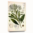 Botanical Art Prints - Vintage Duboisia Myoporoides Illustration