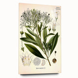 Botanical Art Prints - Vintage Duboisia Myoporoides Illustration