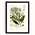 Botanical Art Prints - Vintage Duboisia Myoporoides Illustration
