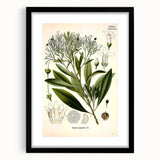 Botanical Art Prints - Vintage Duboisia Myoporoides Illustration