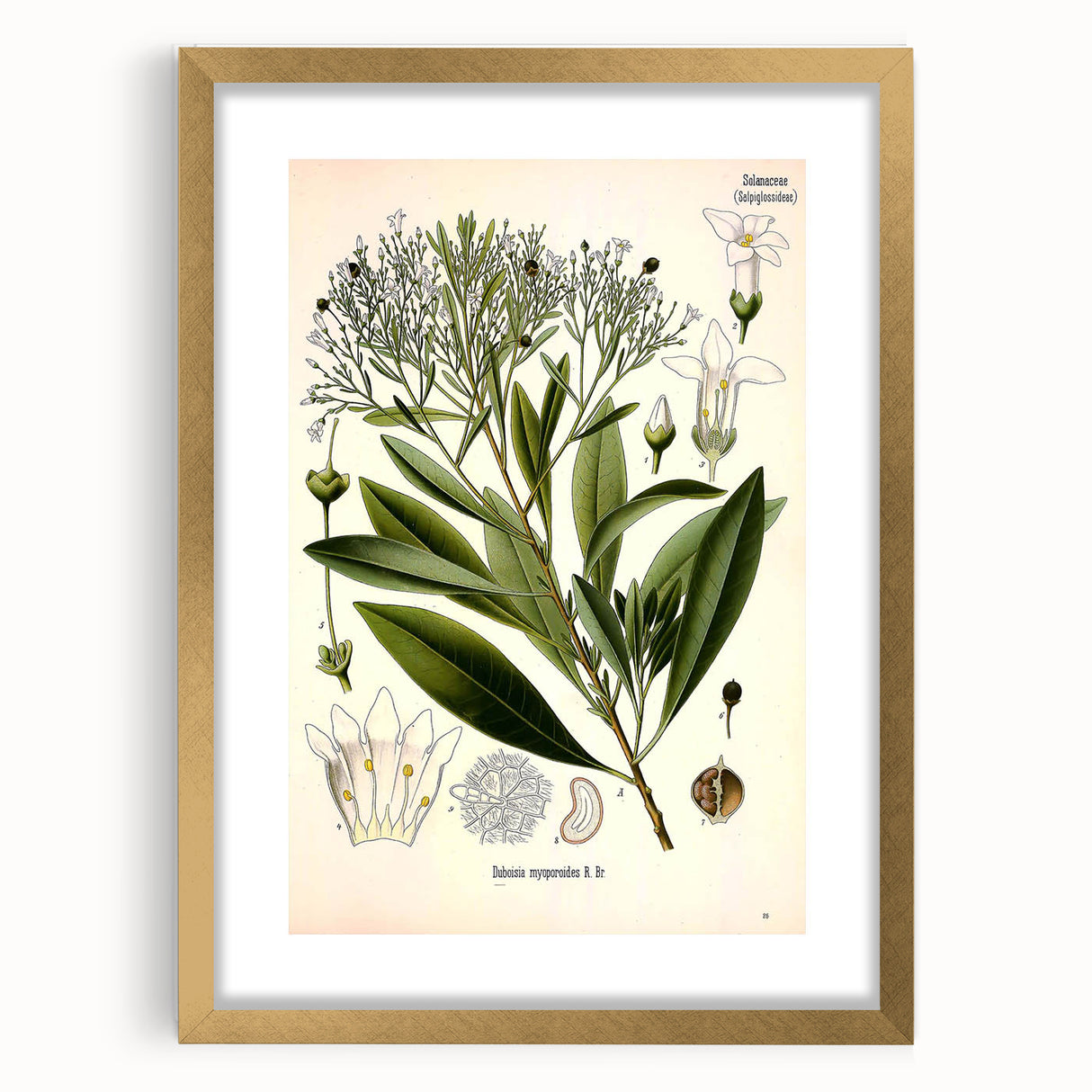 Botanical Art Prints - Vintage Duboisia Myoporoides Illustration