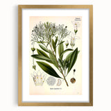 Botanical Art Prints - Vintage Duboisia Myoporoides Illustration