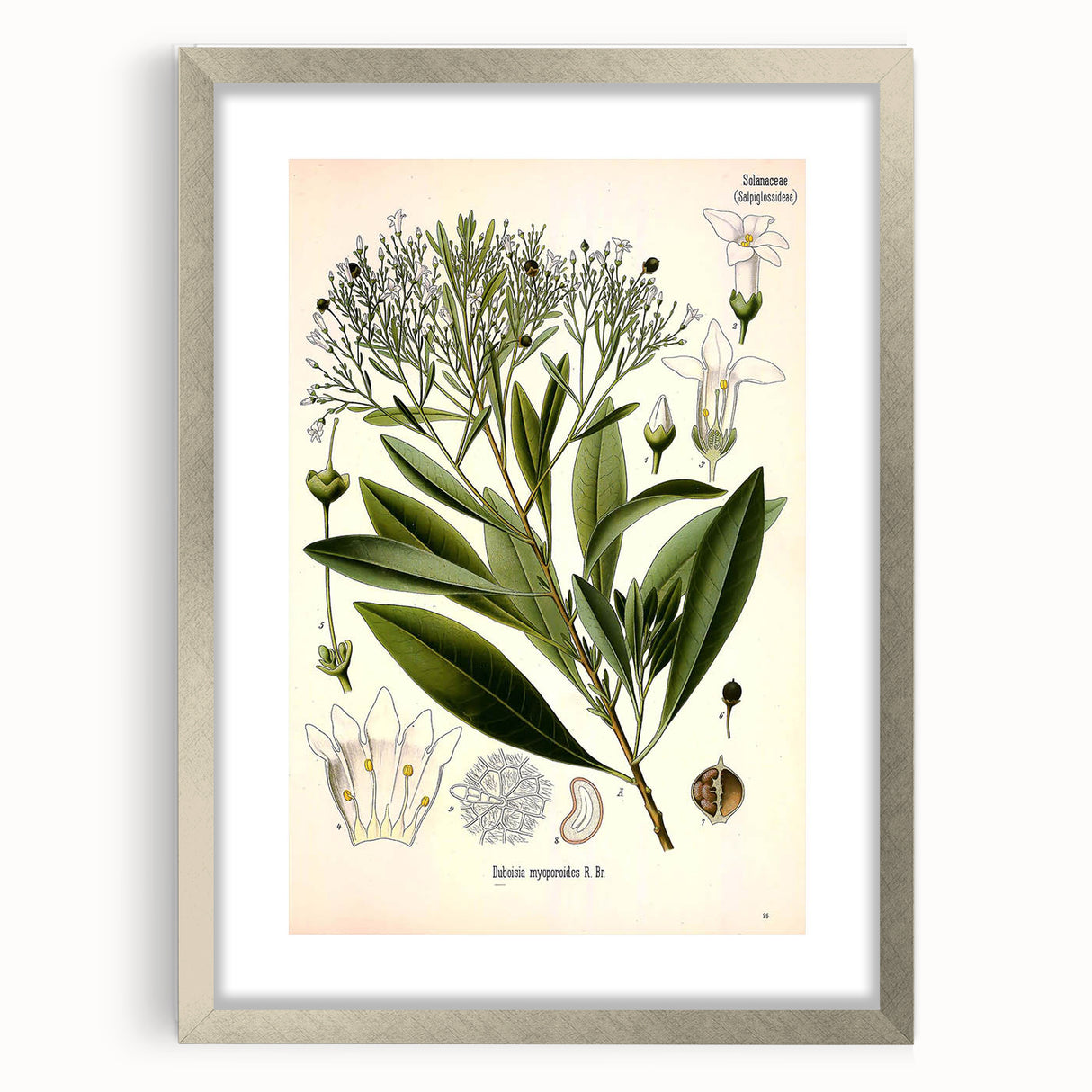 Botanical Art Prints - Vintage Duboisia Myoporoides Illustration