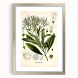 Botanical Art Prints - Vintage Duboisia Myoporoides Illustration