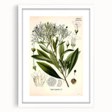 Botanical Art Prints - Vintage Duboisia Myoporoides Illustration
