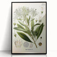 Botanical Art Prints - Vintage Duboisia Myoporoides Illustration