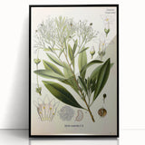Botanical Art Prints - Vintage Duboisia Myoporoides Illustration