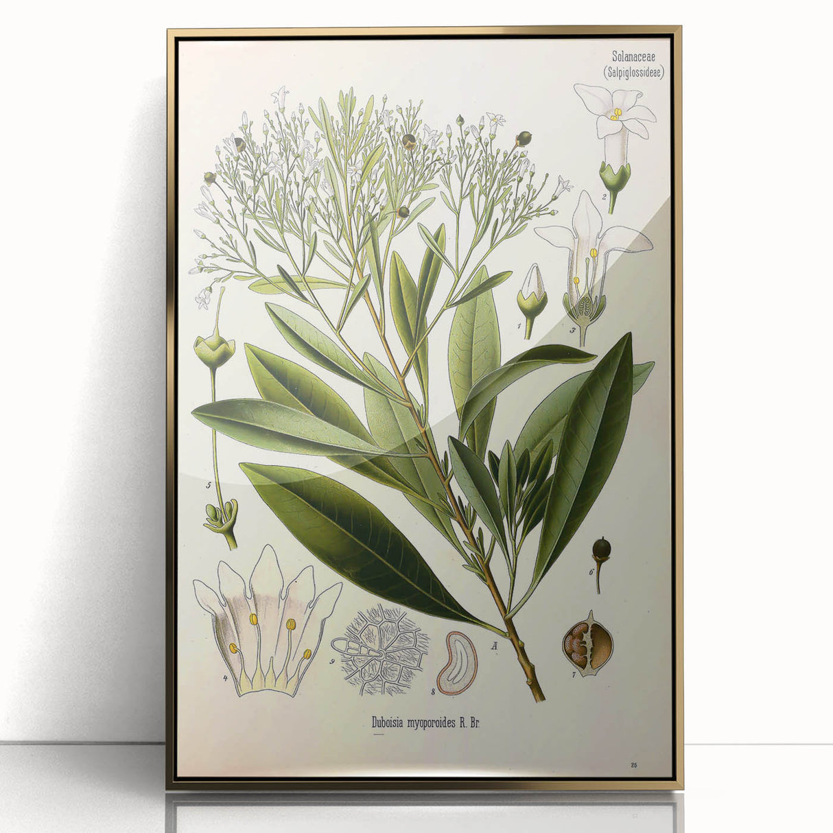 Botanical Art Prints - Vintage Duboisia Myoporoides Illustration