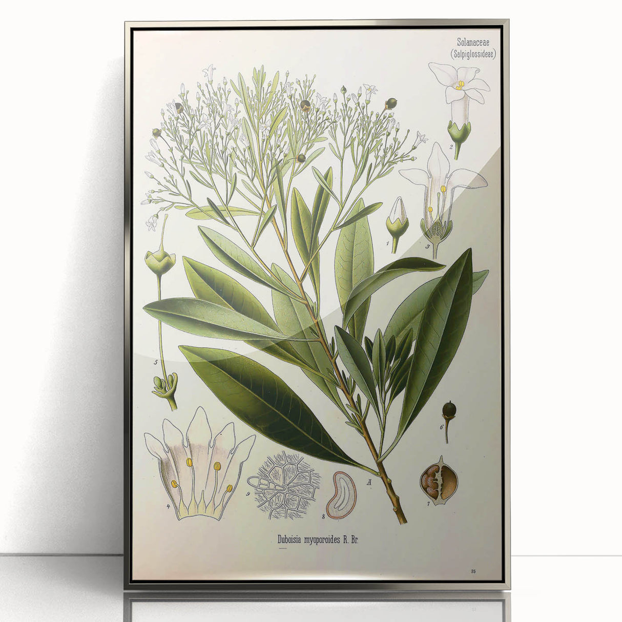 Botanical Art Prints - Vintage Duboisia Myoporoides Illustration