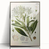 Botanical Art Prints - Vintage Duboisia Myoporoides Illustration