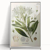Botanical Art Prints - Vintage Duboisia Myoporoides Illustration