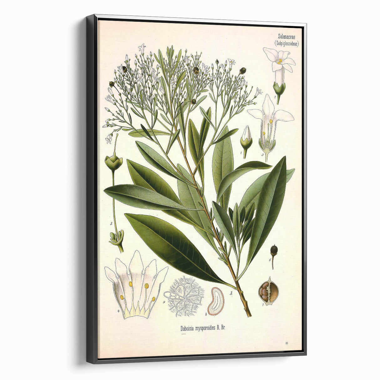 Botanical Art Prints - Vintage Duboisia Myoporoides Illustration
