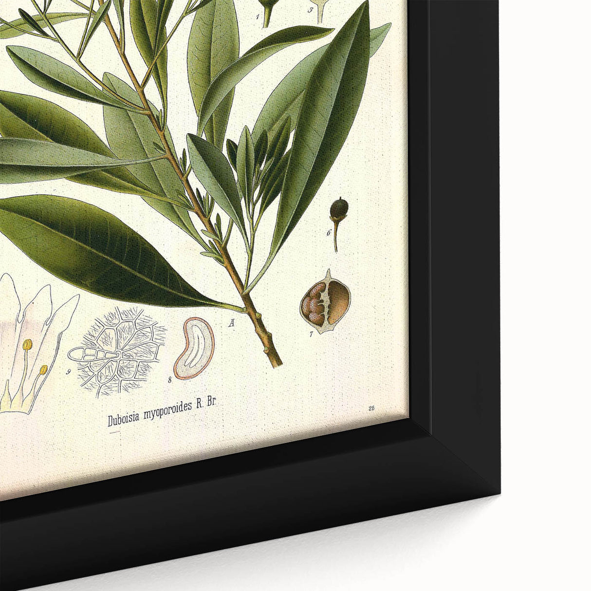 Botanical Art Prints - Vintage Duboisia Myoporoides Illustration