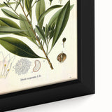 Botanical Art Prints - Vintage Duboisia Myoporoides Illustration