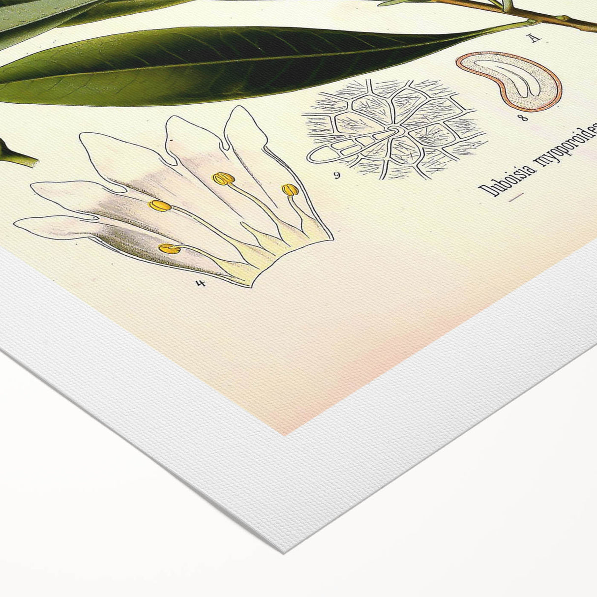 Botanical Art Prints - Vintage Duboisia Myoporoides Illustration