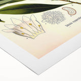 Botanical Art Prints - Vintage Duboisia Myoporoides Illustration