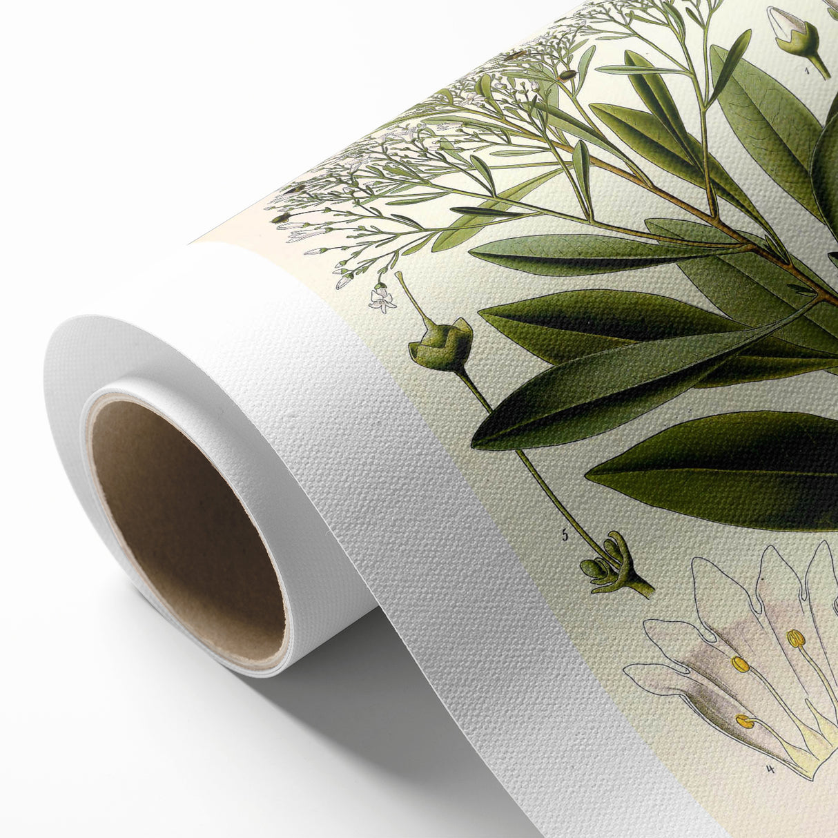 Botanical Art Prints - Vintage Duboisia Myoporoides Illustration