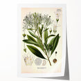 Botanical Art Prints - Vintage Duboisia Myoporoides Illustration