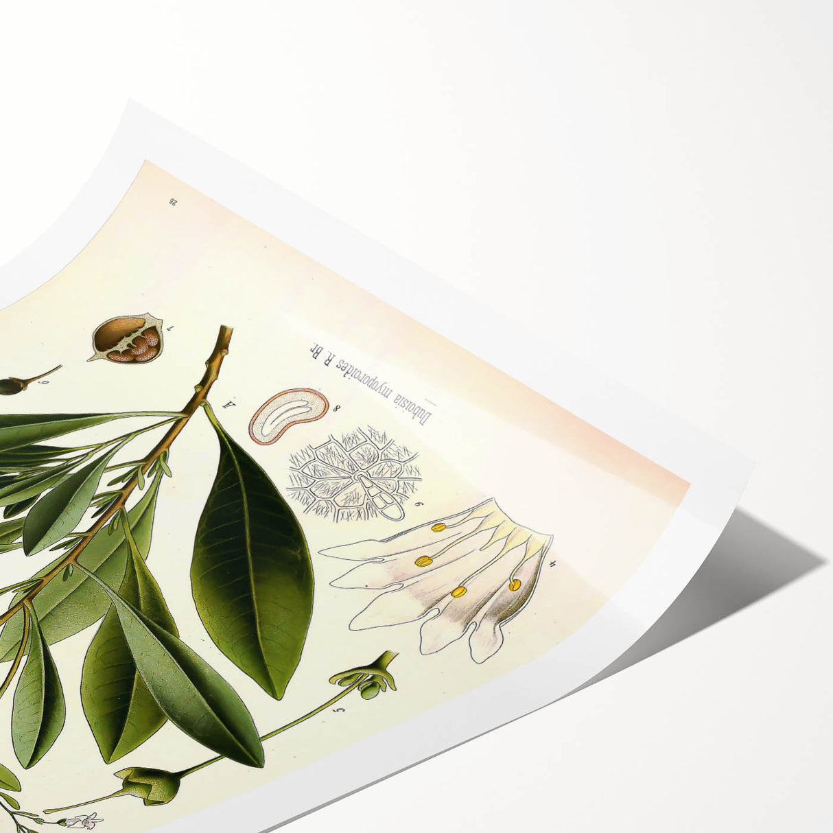 Botanical Art Prints - Vintage Duboisia Myoporoides Illustration