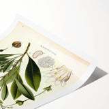 Botanical Art Prints - Vintage Duboisia Myoporoides Illustration