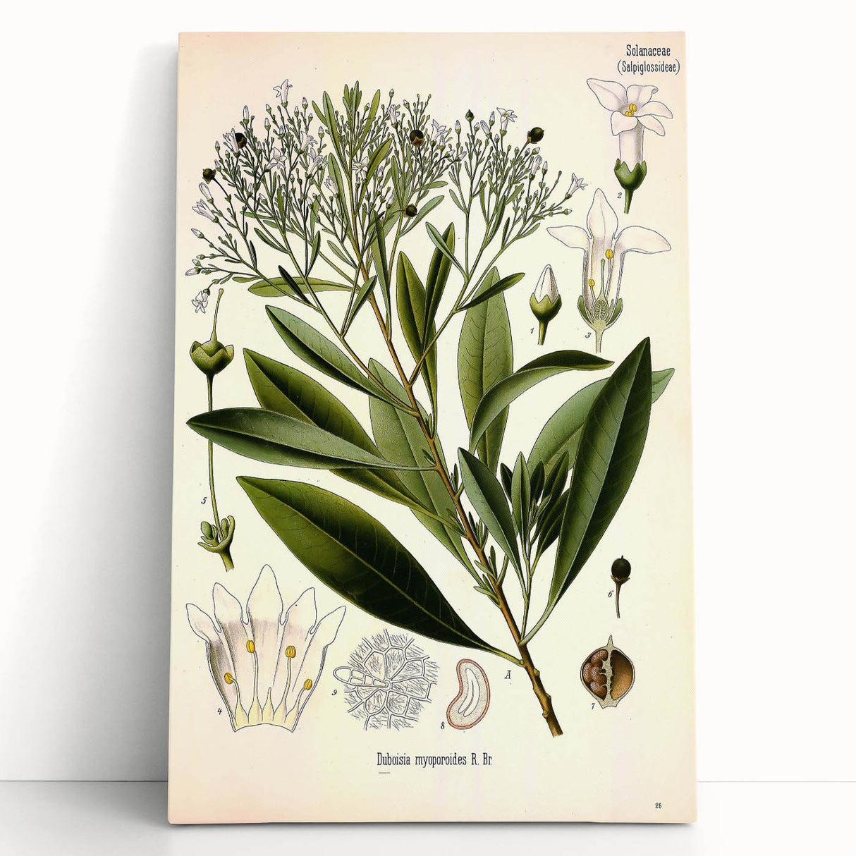 Botanical Art Prints - Vintage Duboisia Myoporoides Illustration