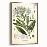 Botanical Art Prints - Vintage Duboisia Myoporoides Illustration