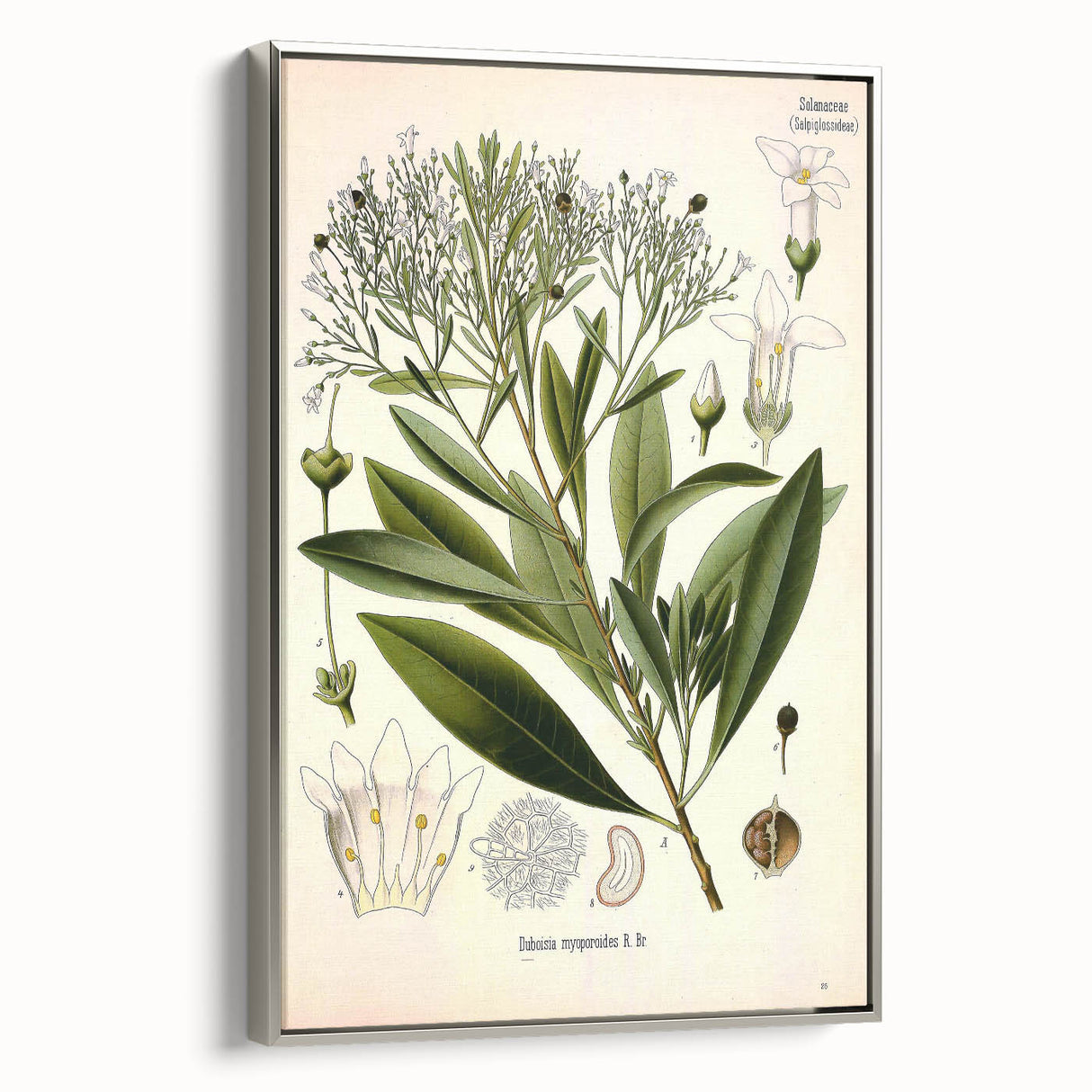 Botanical Art Prints - Vintage Duboisia Myoporoides Illustration