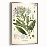 Botanical Art Prints - Vintage Duboisia Myoporoides Illustration