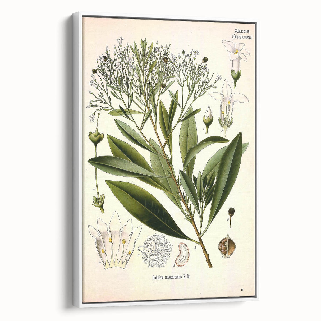 Botanical Art Prints - Vintage Duboisia Myoporoides Illustration