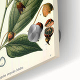 Botanical Art Prints - Vintage Scopolina Atropoides Illustration