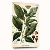 Botanical Art Prints - Vintage Scopolina Atropoides Illustration