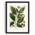 Botanical Art Prints - Vintage Scopolina Atropoides Illustration