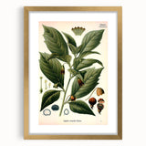 Botanical Art Prints - Vintage Scopolina Atropoides Illustration