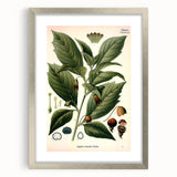 Botanical Art Prints - Vintage Scopolina Atropoides Illustration
