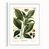 Botanical Art Prints - Vintage Scopolina Atropoides Illustration
