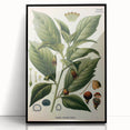 Botanical Art Prints - Vintage Scopolina Atropoides Illustration