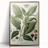 Botanical Art Prints - Vintage Scopolina Atropoides Illustration