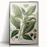 Botanical Art Prints - Vintage Scopolina Atropoides Illustration
