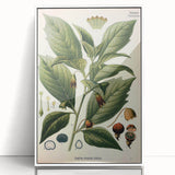 Botanical Art Prints - Vintage Scopolina Atropoides Illustration
