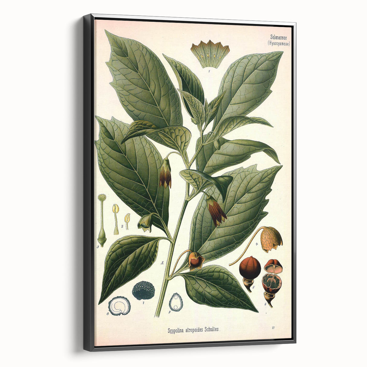 Botanical Art Prints - Vintage Scopolina Atropoides Illustration
