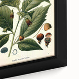 Botanical Art Prints - Vintage Scopolina Atropoides Illustration