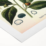 Botanical Art Prints - Vintage Scopolina Atropoides Illustration