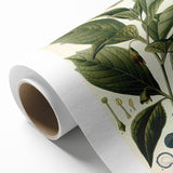 Botanical Art Prints - Vintage Scopolina Atropoides Illustration