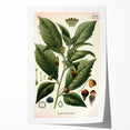 Botanical Art Prints - Vintage Scopolina Atropoides Illustration