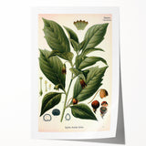 Botanical Art Prints - Vintage Scopolina Atropoides Illustration
