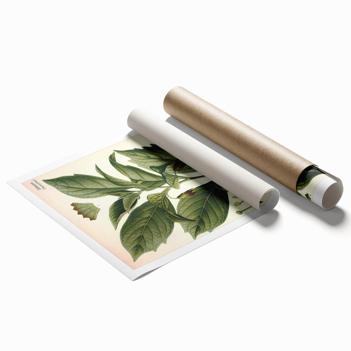 Botanical Art Prints - Vintage Scopolina Atropoides Illustration