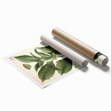 Botanical Art Prints - Vintage Scopolina Atropoides Illustration